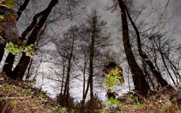 Картинка природа деревья отражение вода лужа листья осень