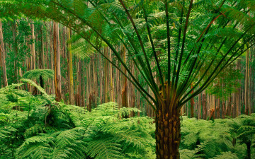 Картинка природа лес деревья папоротники австралия
