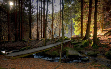 Картинка природа лес лето мост