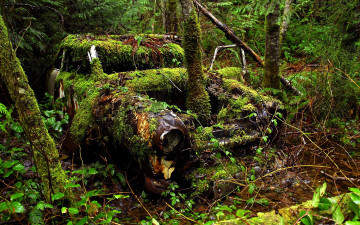 Картинка разное развалины руины металлолом автомобиль время деревья лес