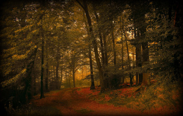 Картинка природа лес листва дорога осень
