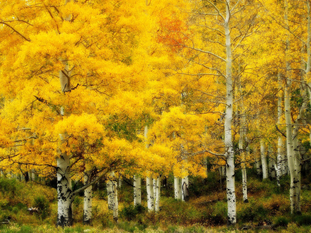 Обои картинки фото природа, лес, осень, золотая, берёзовая, роща