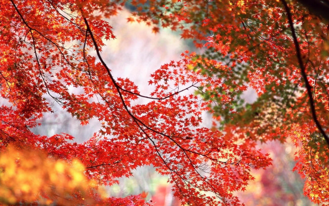 Обои картинки фото природа, листья, осень
