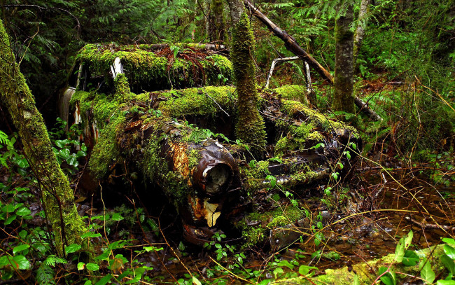 Обои картинки фото разное, развалины, руины, металлолом, автомобиль, время, деревья, лес