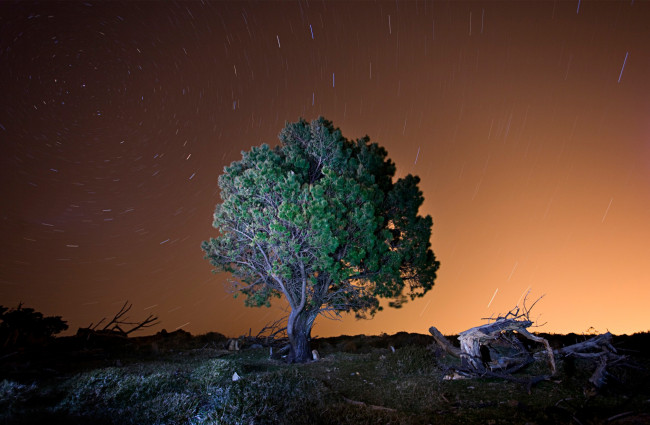 Обои картинки фото природа, деревья, звезды, небо, дерево, вечер