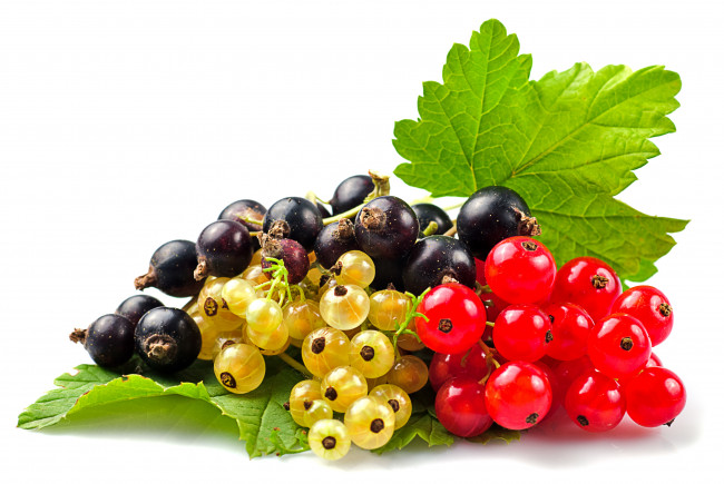 Обои картинки фото еда, смородина, ягоды, красная, чёрная, белая