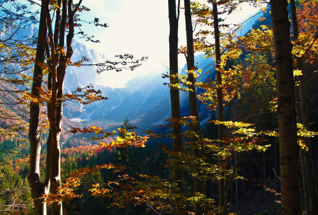Обои картинки фото природа, деревья, горы, лес, осень