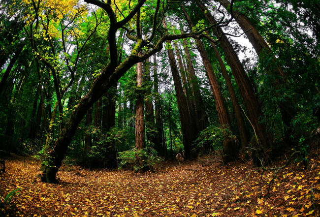 Обои картинки фото природа, лес, листва, осень, зелень