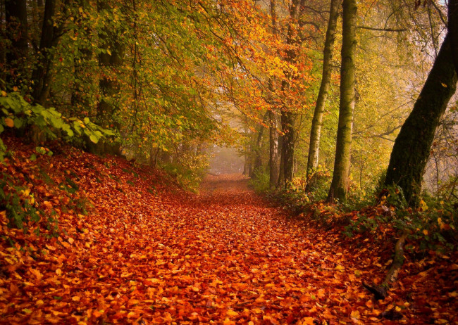 Обои картинки фото природа, деревья, листва, дорога, осень