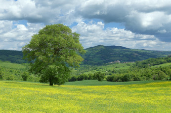 Картинка природа пейзажи цветы поле италия марке monte cerignone