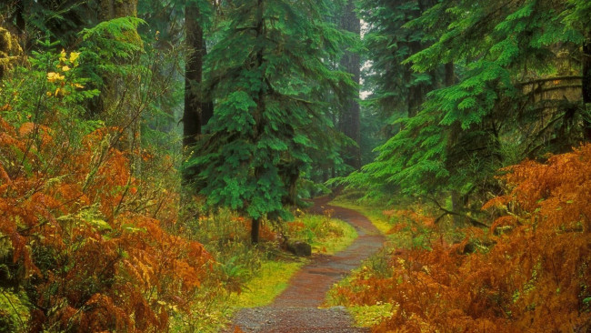 Обои картинки фото природа, лес, осень, кусты, тропа