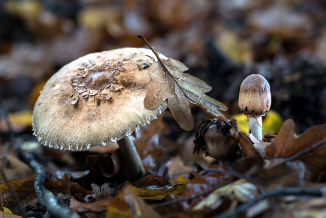 Обои картинки фото природа, грибы, пестрый, зонтик