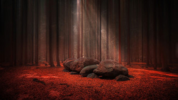 Картинка природа лес сосны камни листопад