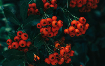 Картинка природа ягоды +рябина рябина