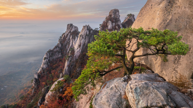 Обои картинки фото природа, деревья, гора, добонгсан, южная, корея