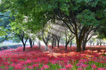 Картинка природа парк цветы ликорис