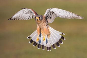 Картинка животные птицы+-+хищники полет фон птица хвост сокол пустельга размах крыльев