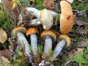 Картинка еда грибы +грибные+блюда лесные подосиновики