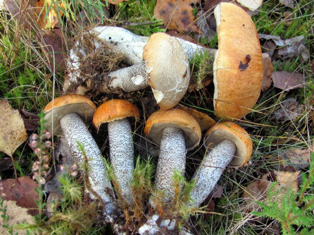 Обои картинки фото еда, грибы,  грибные блюда, лесные, подосиновики