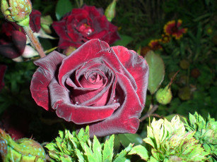 Картинка цветы розы бархатный