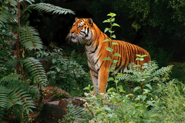 Обои картинки фото животные, тигры, зверь, деревья, папоротник