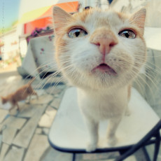 Картинка животные коты мордочка котёнок