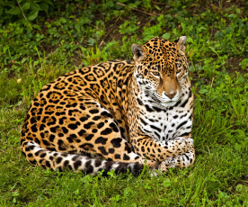 Картинка животные Ягуары трава ягуар
