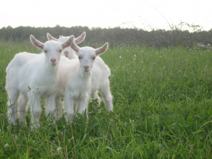 Картинка животные козы трава козлята