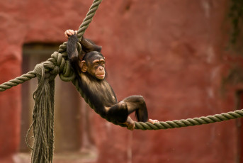 Картинка животные обезьяны канат шимпанзе детёныш