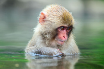 Картинка животные обезьяны snow monkey вода японский макак
