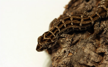 Картинка viper gecko reptile животные Ящерицы игуаны вараны ящерка геккон