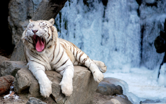 Обои картинки фото yawning, tiger, животные, тигры, зевает, тигр, белый