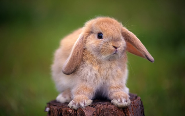 Обои картинки фото животные, кролики, зайцы, декоративный, пень, кролик