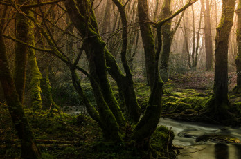 Картинка природа лес деревья мох ручей