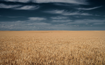 Картинка природа поля поле злаки пшеница небо тучи