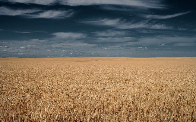Обои картинки фото природа, поля, поле, злаки, пшеница, небо, тучи