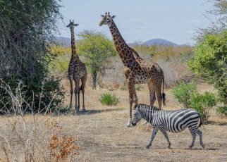 обоя животные, разные вместе, жирафы, зебра, саванна