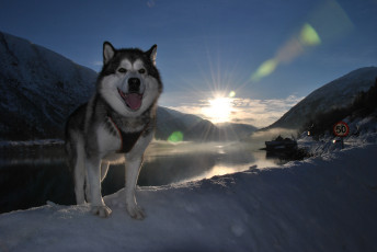 Картинка животные собаки пейзаж снег язык пёс собака