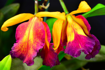 Картинка цветы орхидеи природа растение стебель лепестки