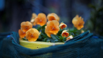 Картинка цветы анютины+глазки+ садовые+фиалки цветение лепестки растения макро фон анютины глазки