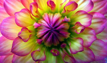 Картинка цветы георгины цветок лепестки краски
