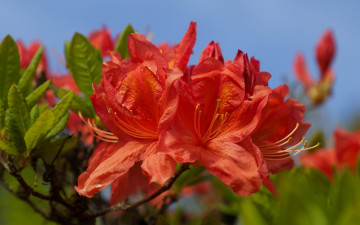 Картинка цветы бугенвиллея макро оранжевые