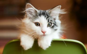 Картинка животные коты взгляд кот кошка мордочка