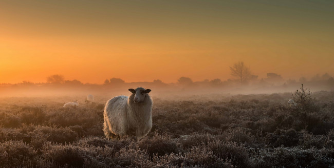 Обои картинки фото животные, овцы,  бараны, туман, поле