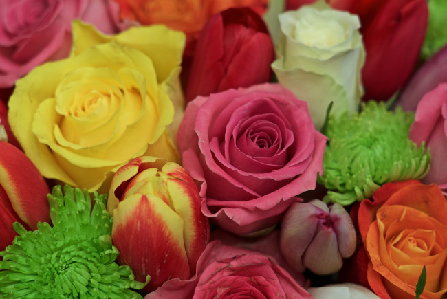 Обои картинки фото цветы, разные вместе, краски, бутон, лепестки, розы