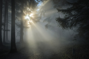 Картинка природа лес туман