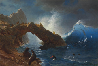 Картинка рисованное живопись тюлени водоем скала