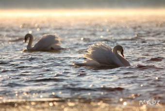 Картинка животные лебеди вода блики пара белые рябь