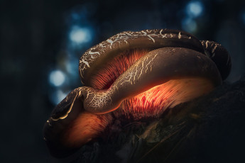 Картинка природа грибы осень свет макро лес