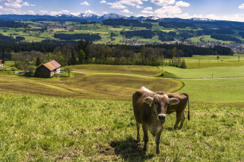 Картинка животные коровы +буйволы трава постройка горы облака